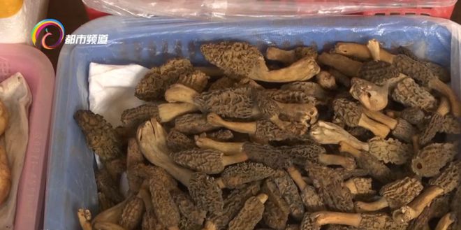 野生羊肚菌最新价格动态更新！