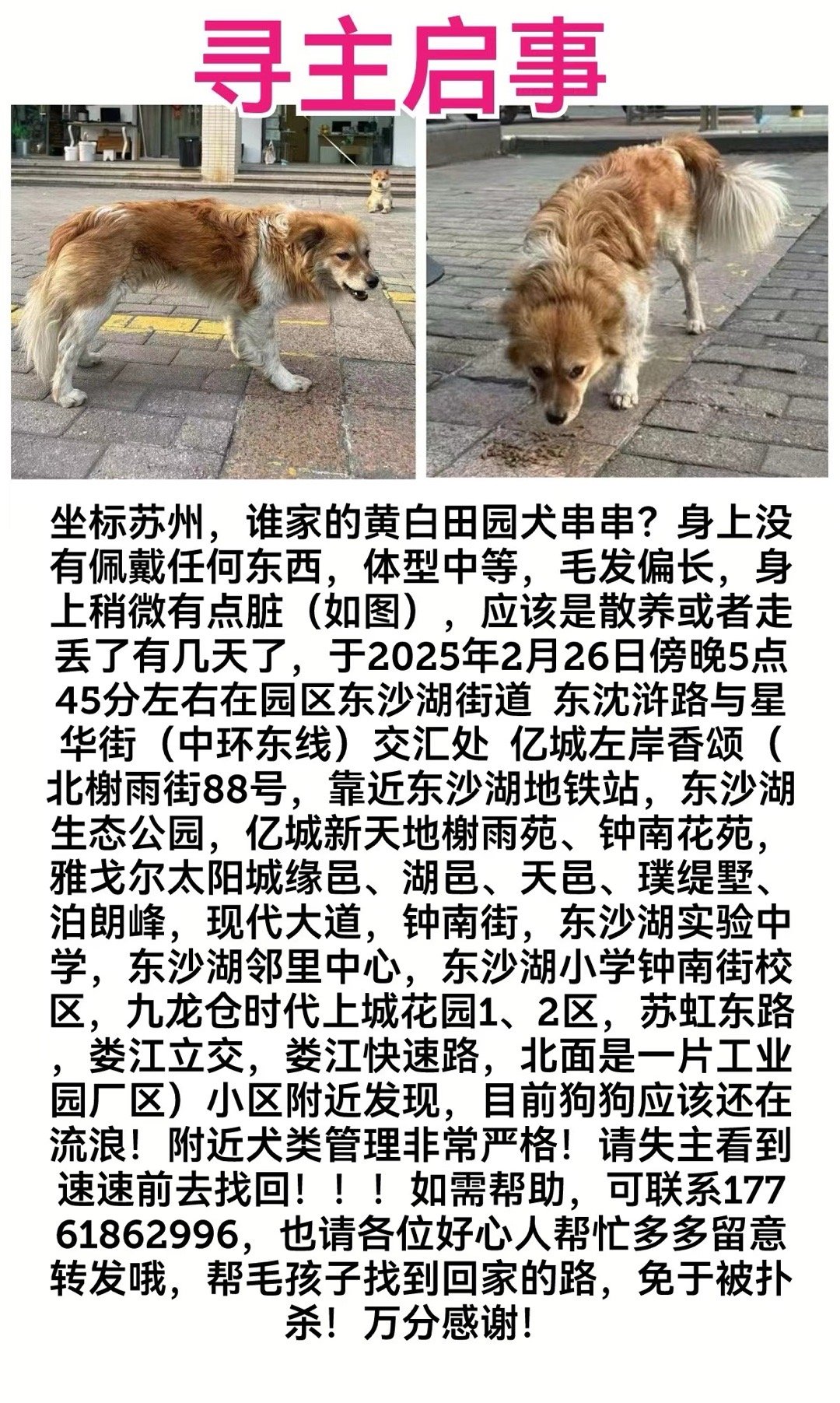 金钱尾土狗最新买卖，与自然美景的奇妙邂逅